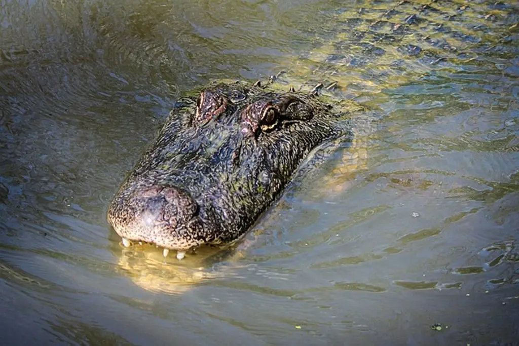 Imagen Hallan en la boca de un caimán el cuerpo de niño de 2 años reportado desaparecido