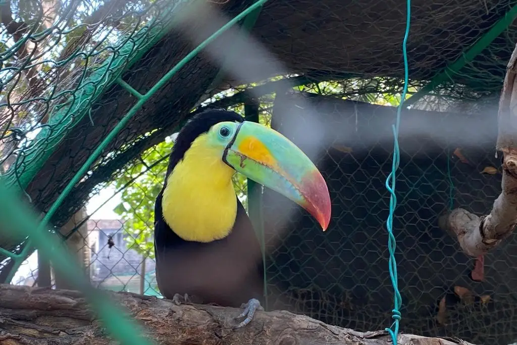 Imagen Esto puedes encontrar en el Zoológico de Veracruz