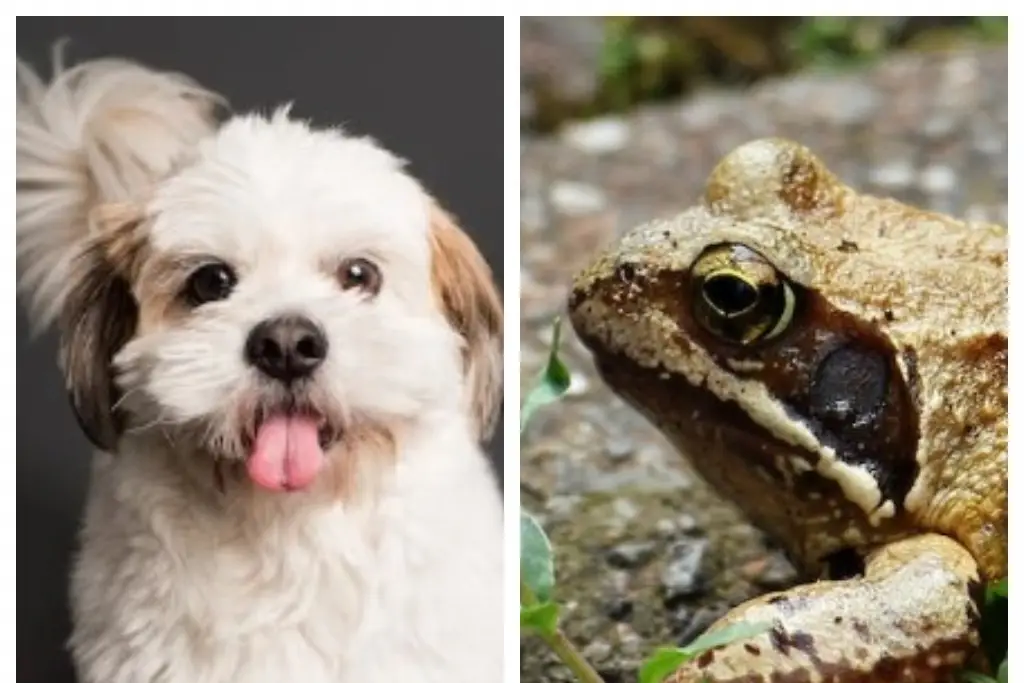 Imagen ¿Qué pasa y qué hacer si tu mascota muerde un sapo?