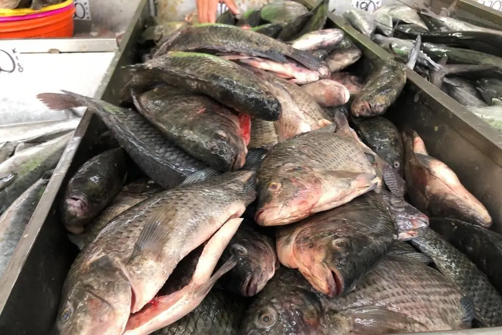 Repunta la venta de pescados y mariscos en Veracruz - xeu noticias veracruz