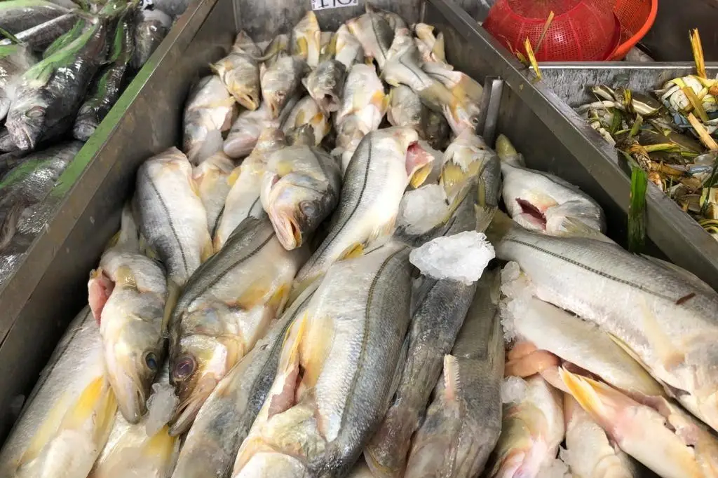 Esperan que ventas de pescados y mariscos en Veracruz repunten al 100% -  xeu noticias veracruz