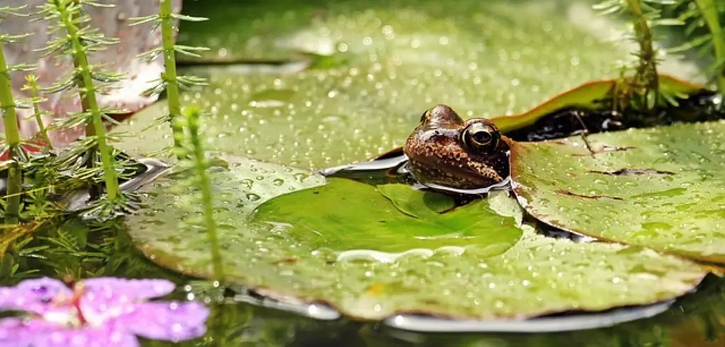 Imagen Descubren una nueva especie de rana parecida a un excremento de pájaro (+Foto)
