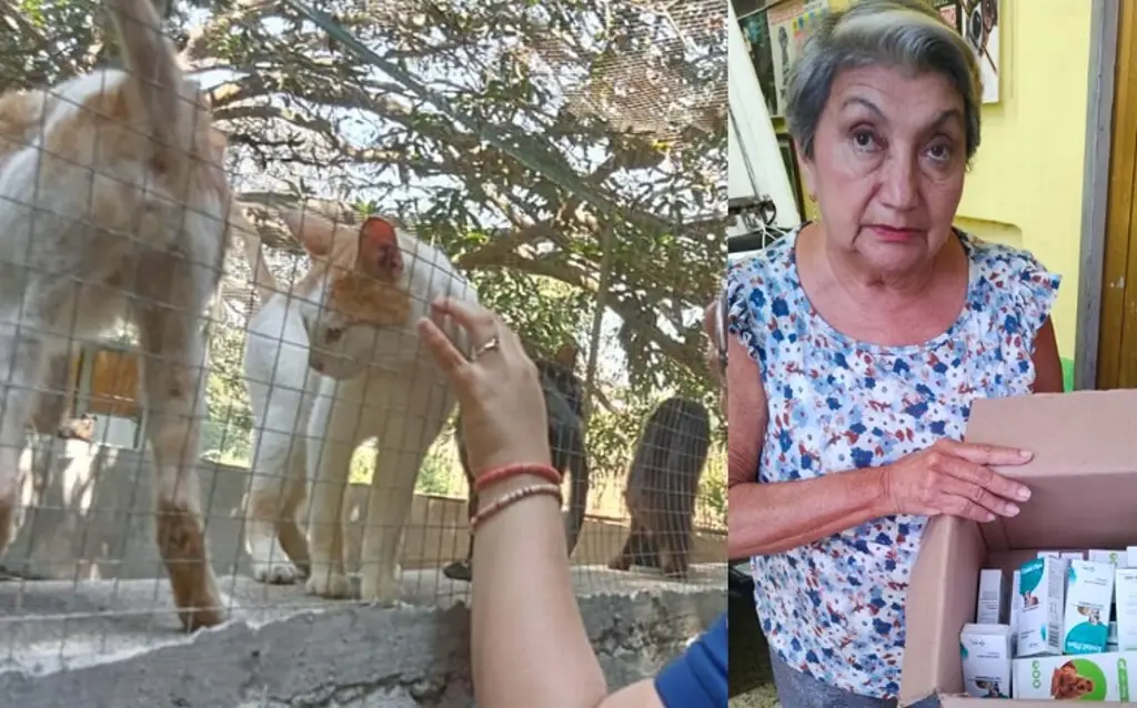 Imagen Albergue La Roca celebra 20 años rescatando perros y gatos en Veracruz; atiende a 370 mascotas