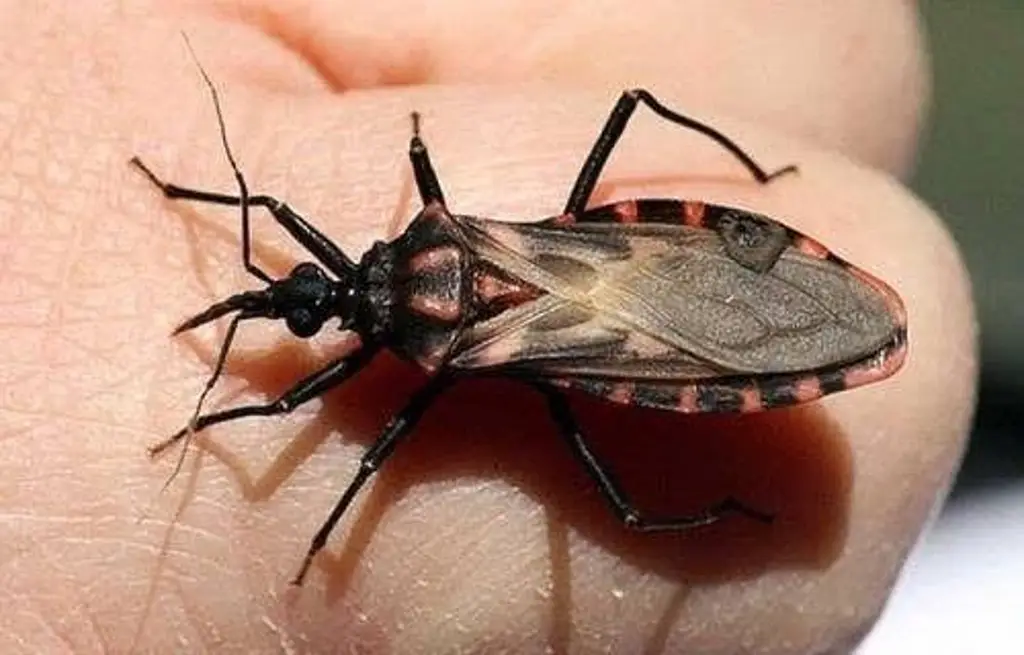 Imagen ¿Qué es el Mal de Chagas y cómo se contagia?