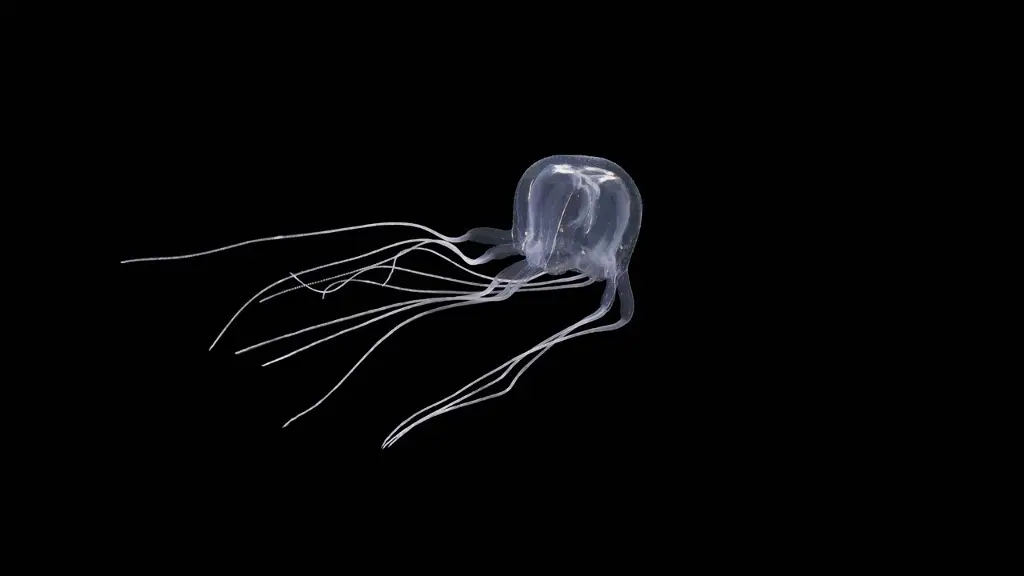 Imagen Descubren nueva especie de medusa con 24 ojos en área protegida 