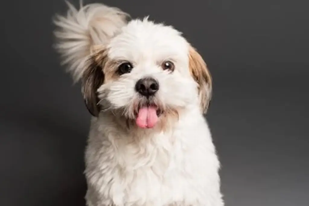Imagen ¿Qué tipos de personalidades tienen las mascotas? 