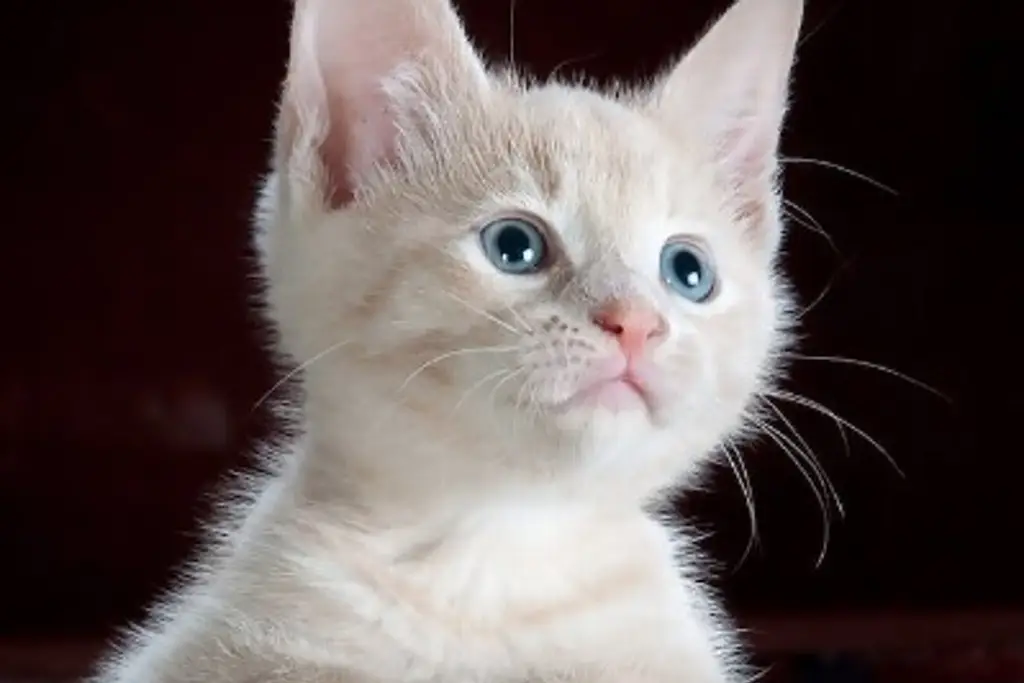 Imagen ¿Qué pasa si se le cortan los bigotes a los gatos? 