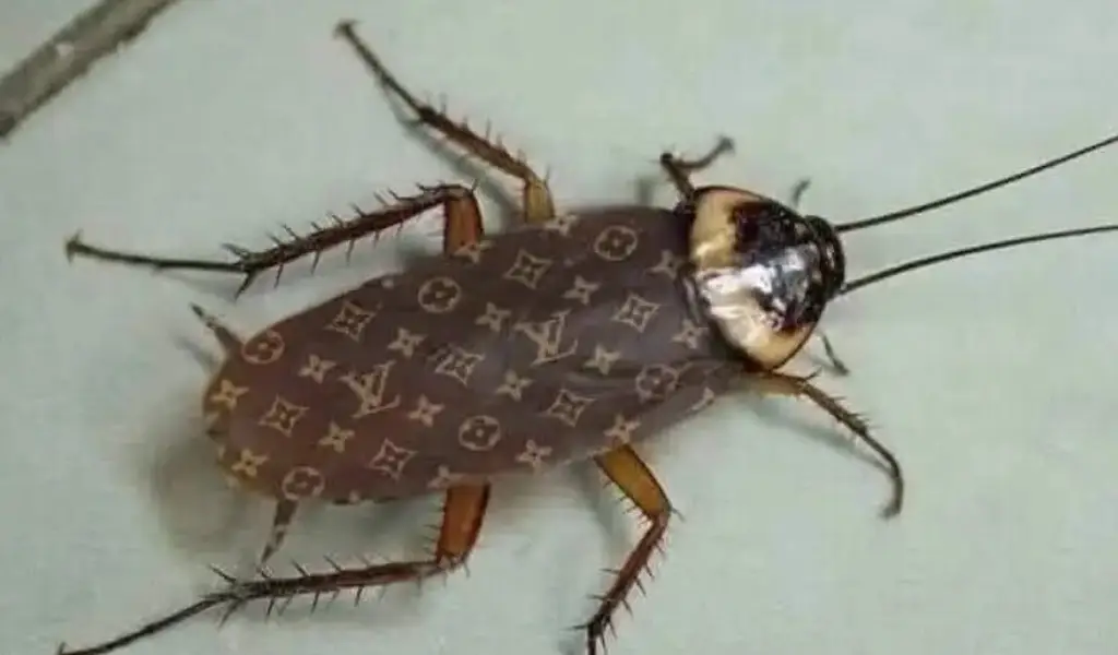 Cucaracha roba cámara en alfombra roja de la Met Gala Video xeu noticias veracruz