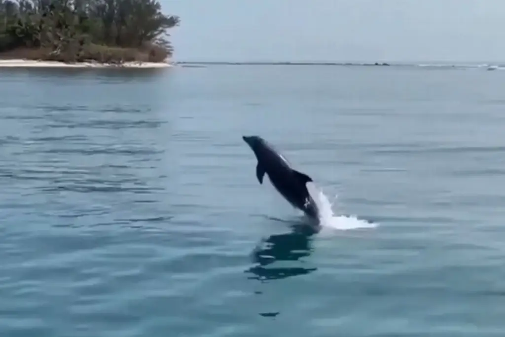 Imagen Hasta 100 delfines se logran ver en Veracruz