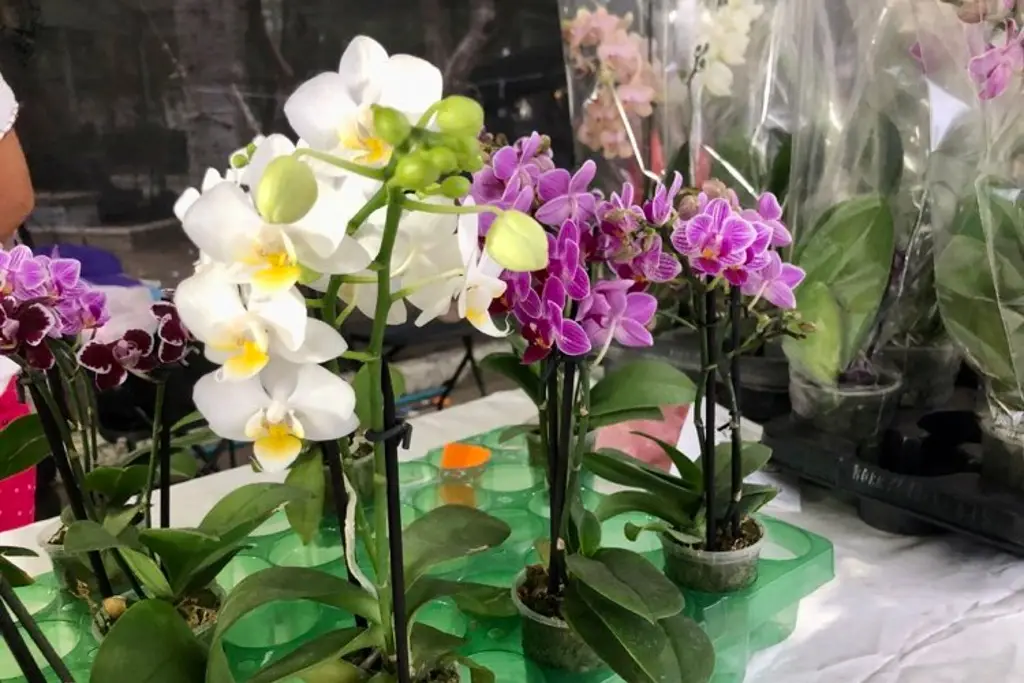 Imagen Por estiaje floricultores tienen mermas hasta del 30 por ciento en Veracruz