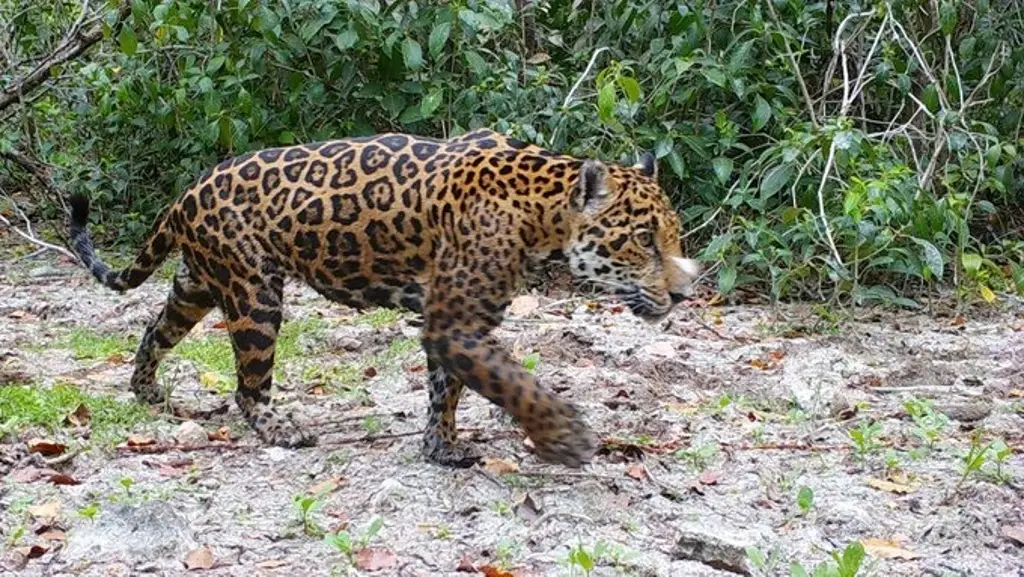 Imagen Proyecto de inteligencia artificial identifica jaguares en una reserva natural de México