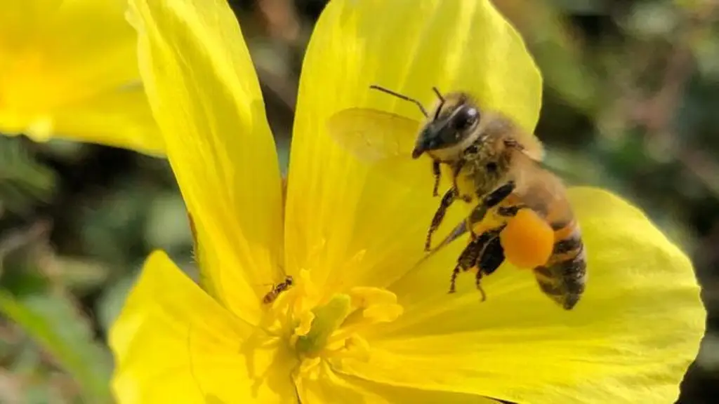 Imagen Cuida las abejas, por ellas se reproducen las plantas