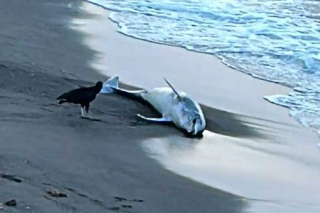 Imagen Aparece delfín muerto en playas de la riviera veracruzana (+video)