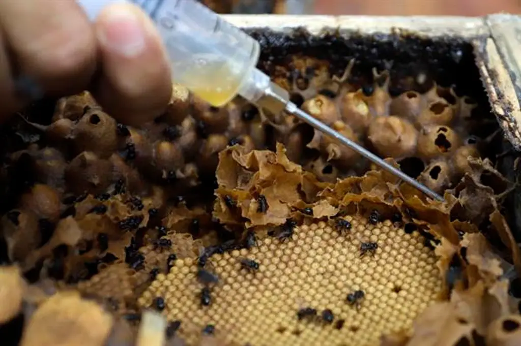La abeja melipona produce una miel única y llena de propiedades en Puebla