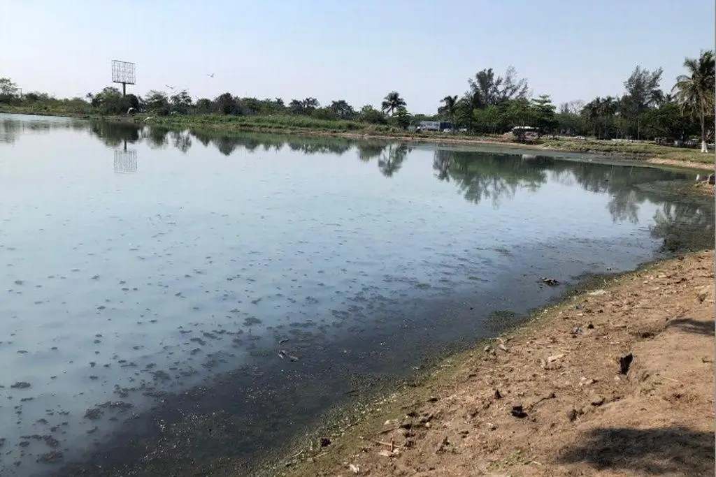 Imagen Urgen a destinar recursos para limpieza de lagunas en Veracruz