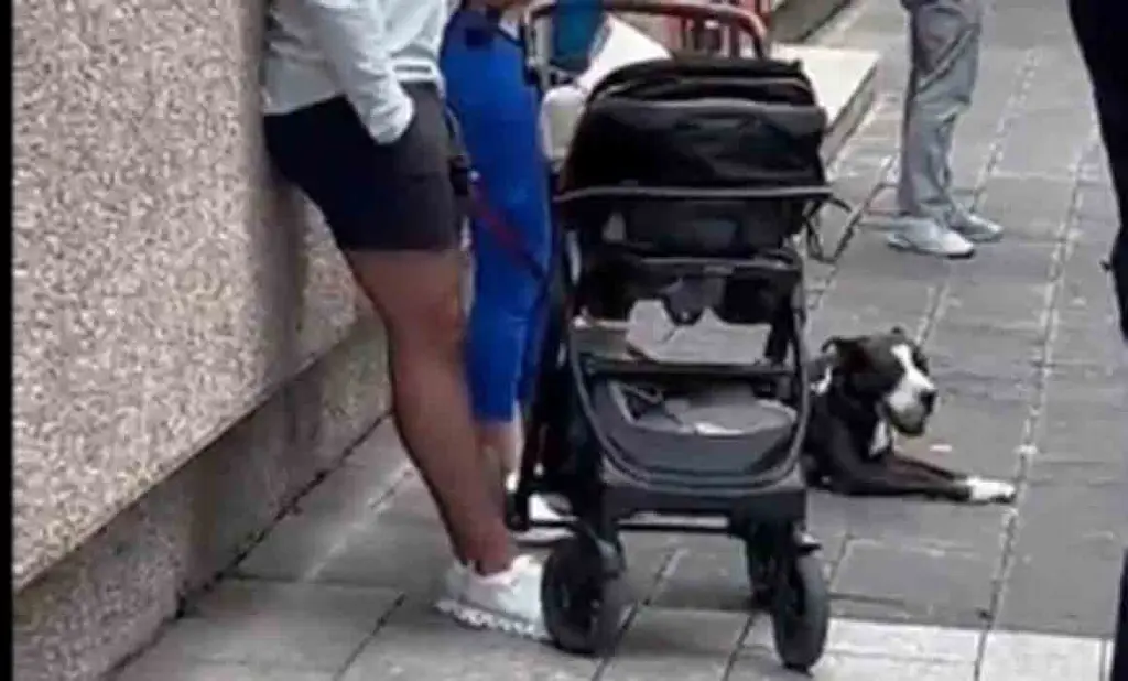 Imagen Detenido por golpear a su perro en la vía pública (+Video)
