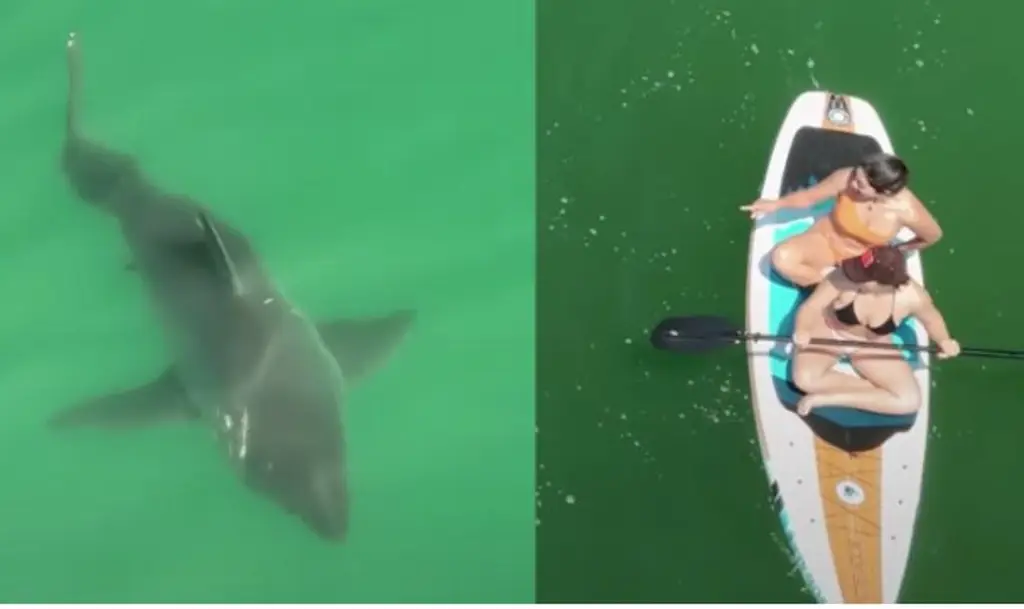 Imagen Captan a tiburones blancos y surfistas nadando a 3 metros de distancia (+Video)