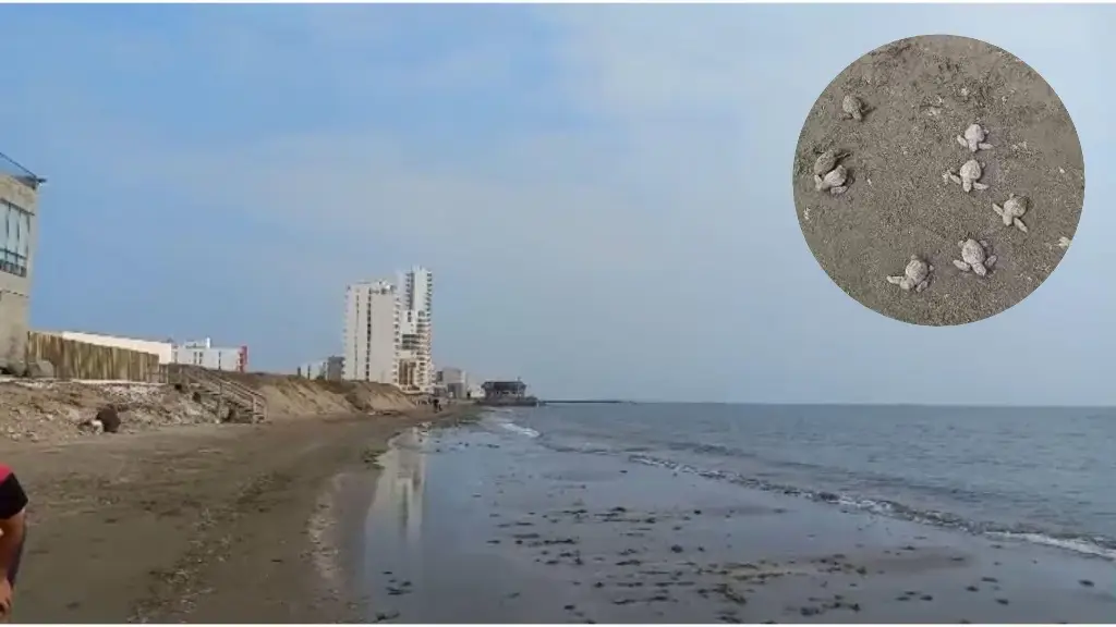 Imagen Captan nacimiento de tortugas en playa de Boca del Río, Veracruz  (Video)