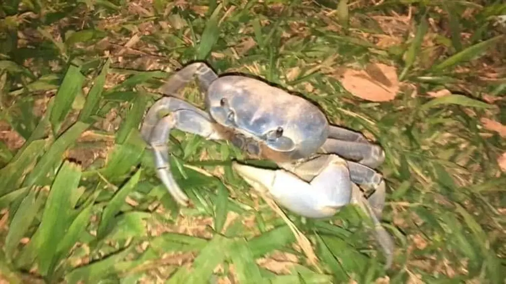 Imagen Inicia la temporada de rescate del cangrejo azul en la Riviera Veracruzana
