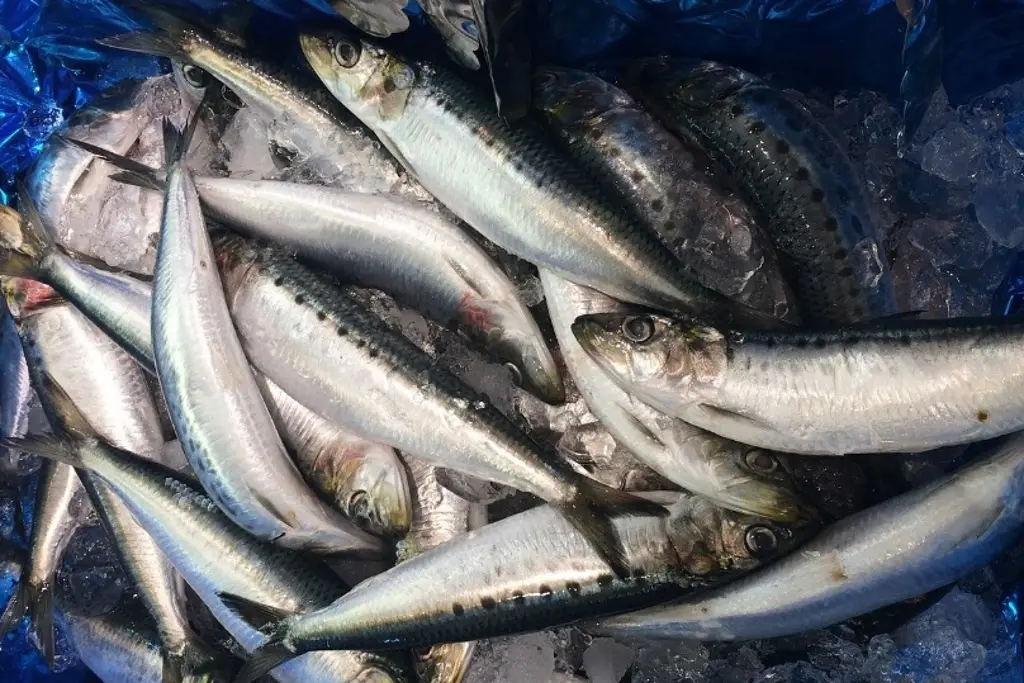 Imagen Hay escasez de sardina en mar de Veracruz; afecta producción de pescado 