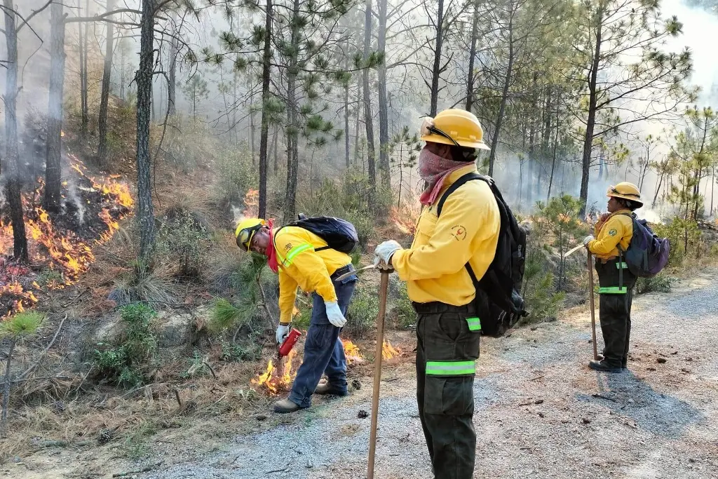Imagen Hay 19 incendios forestales en Veracruz: Protección Civil