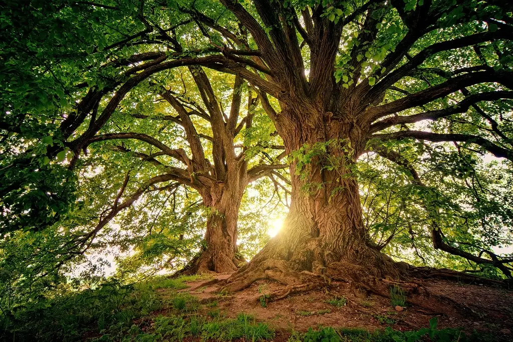 Imagen Hoy es el Día Mundial del Árbol