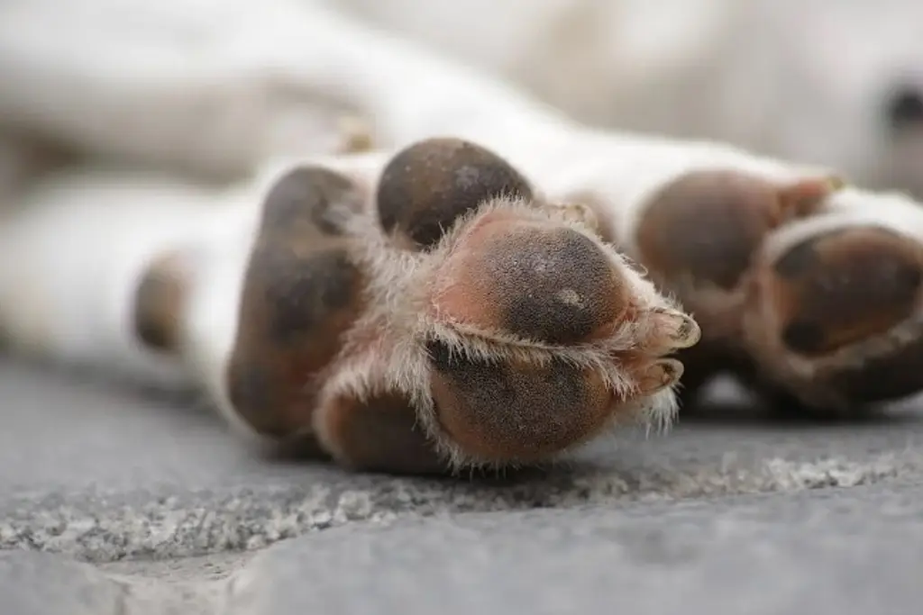 Imagen Eutanasia en mascotas: ¿Cuándo es un acto humanitario y cuándo un maltrato?