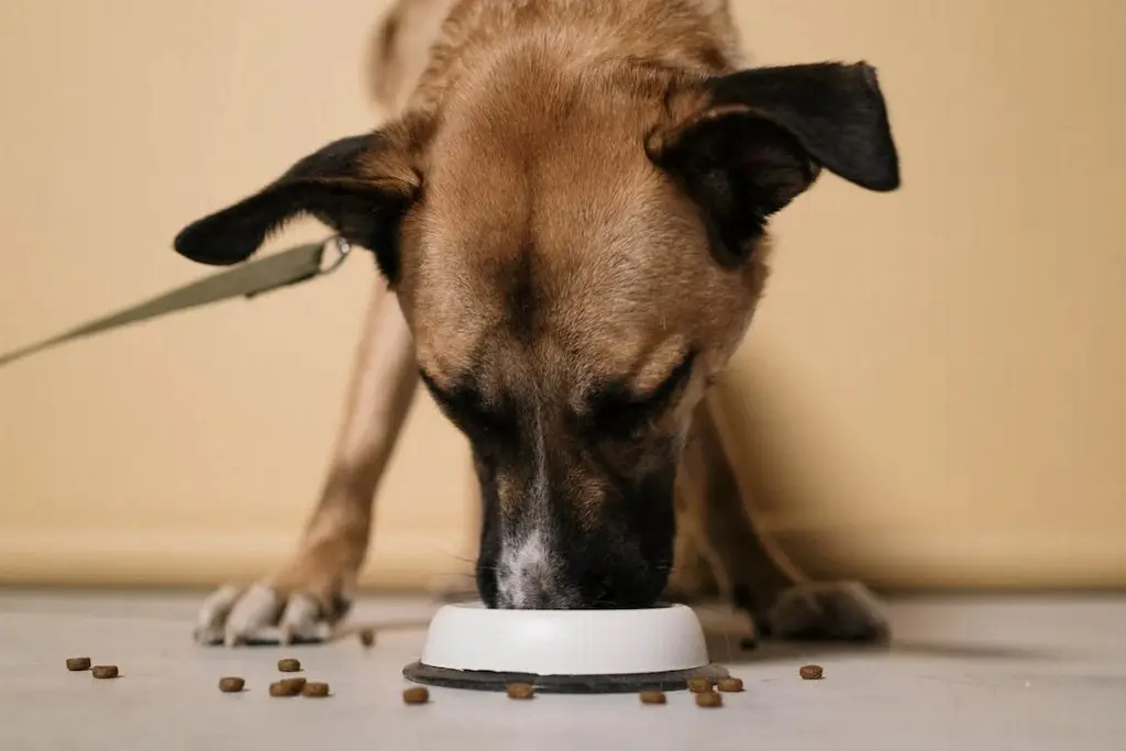 Imagen Estas son las peores marcas de croquetas para perros