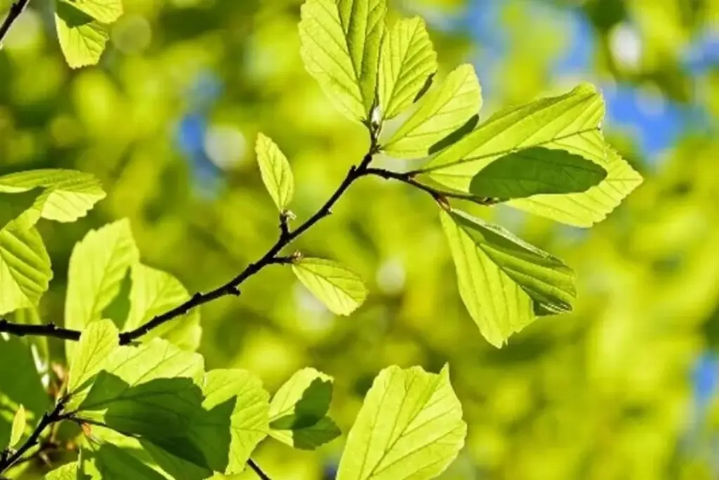 Imagen Aseguran que verano es la mejor época para reforestar y sembrar árboles en Veracruz 