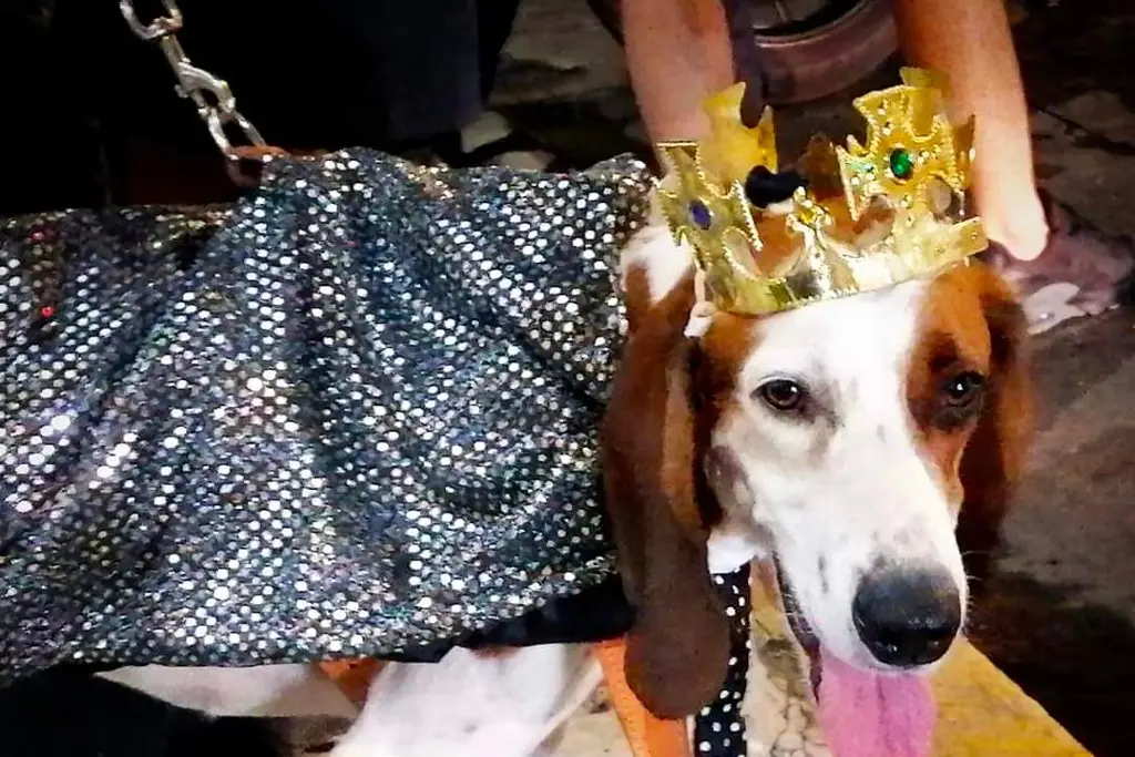 Imagen Con mucha tristeza, Chaco, el rey canino, acude al entierro de Juan Carnaval