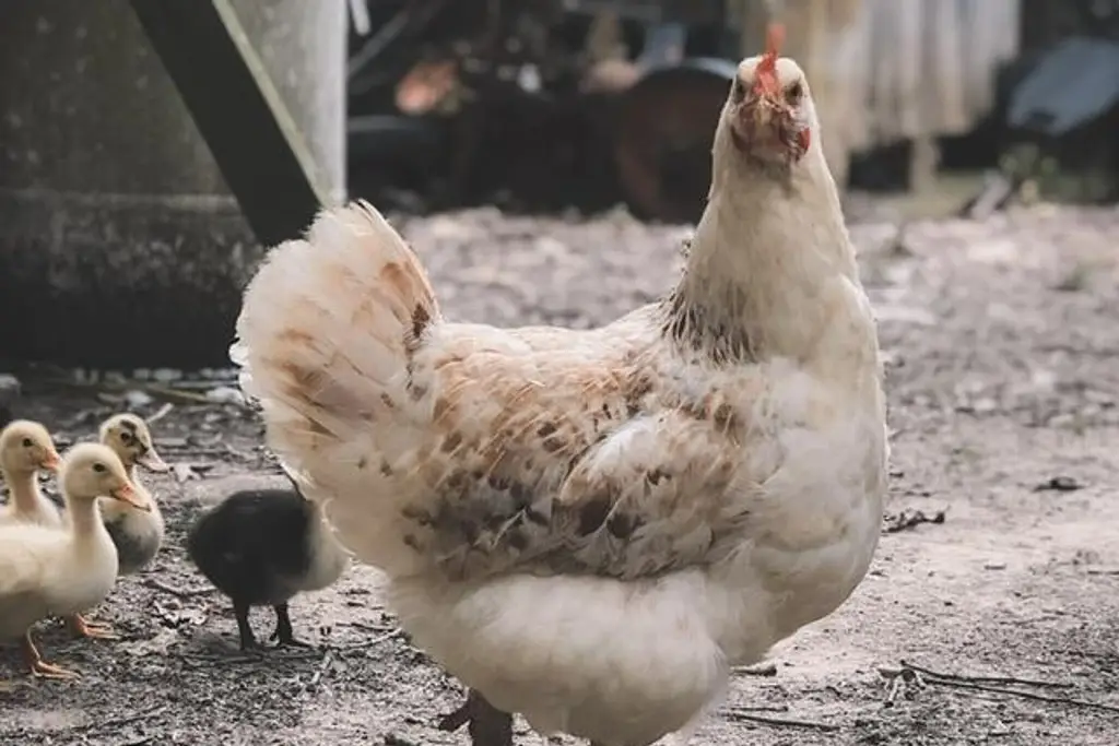 Imagen ¿Se usan hormonas y anabólicos en producción de pollo? Esto aclaran avicultores 
