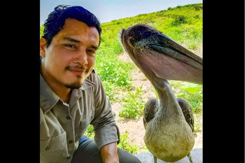 Imagen Rescatan pelicano en playas de Boca del Río