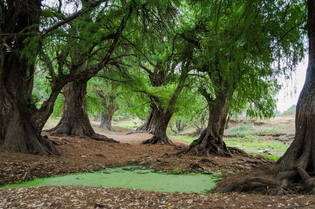 Imagen Hoy conmemoran el Día del Árbol en México