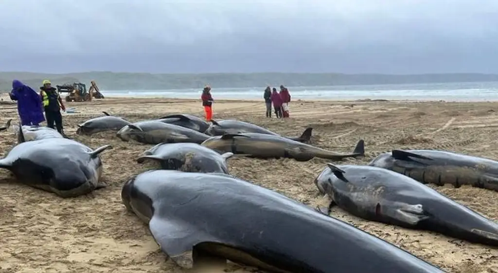Imagen Mueren más de 50 ballenas piloto 