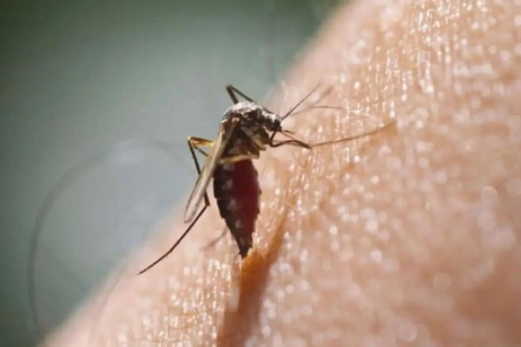 Imagen OMS advierte que casos de dengue pueden aumentar en segundo semestre 