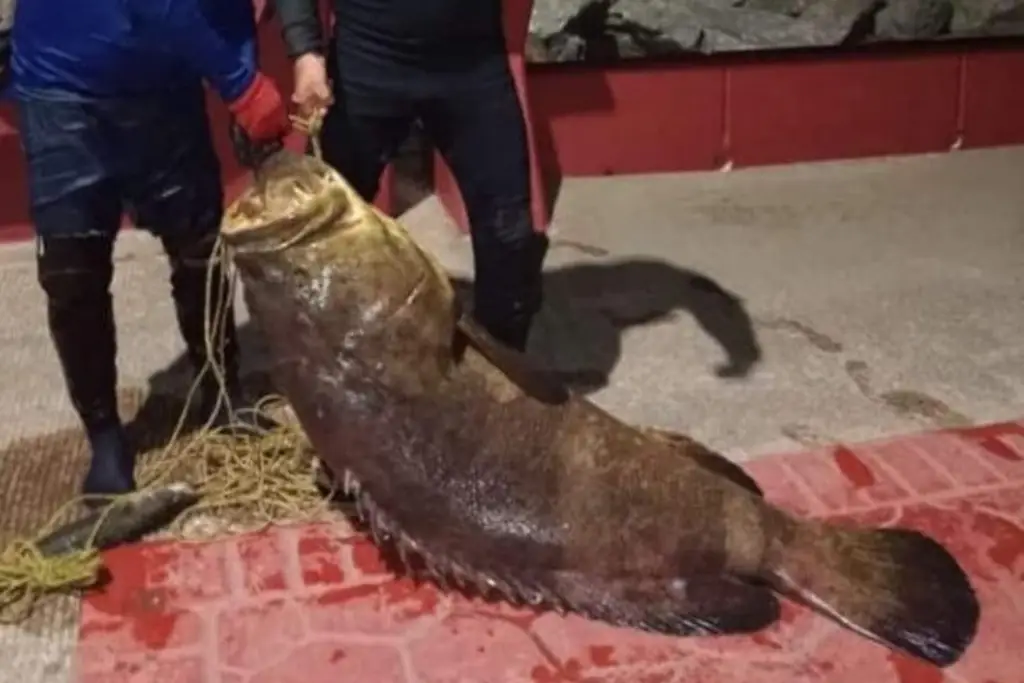 Imagen Capturan pez Cherna de 60 kilos en las Escolleras de Coatzacoalcos