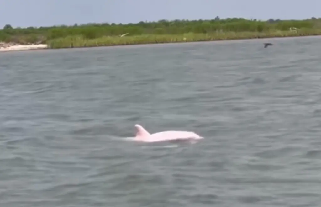 Imagen Pescador capta a delfín rosado; fue increible, dice (+Video)