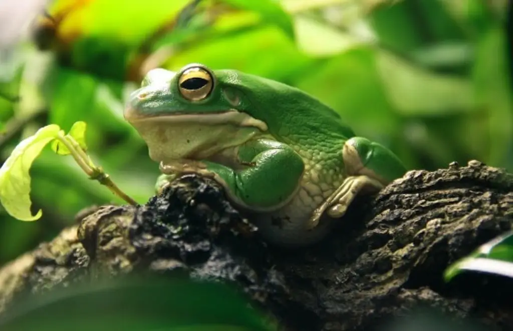 Imagen Descubren una nueva especie de rana de cristal