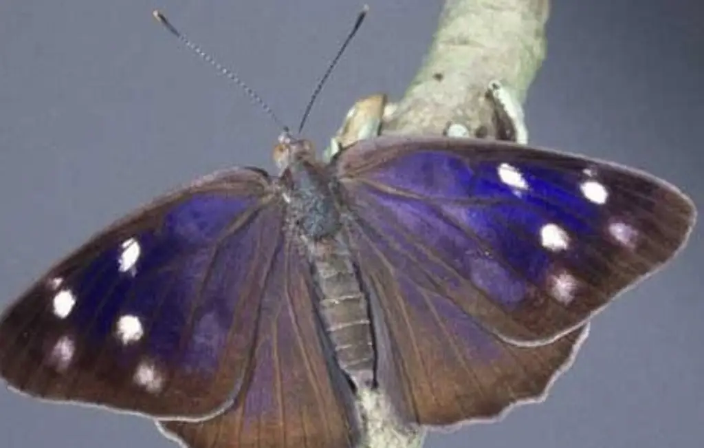 Imagen Miles de mariposas cruzan por Xalapa en su ruta migratoria 