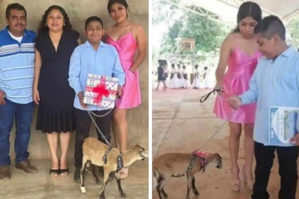 Imagen Recibe de regalo de graduación un borrego café en Veracruz