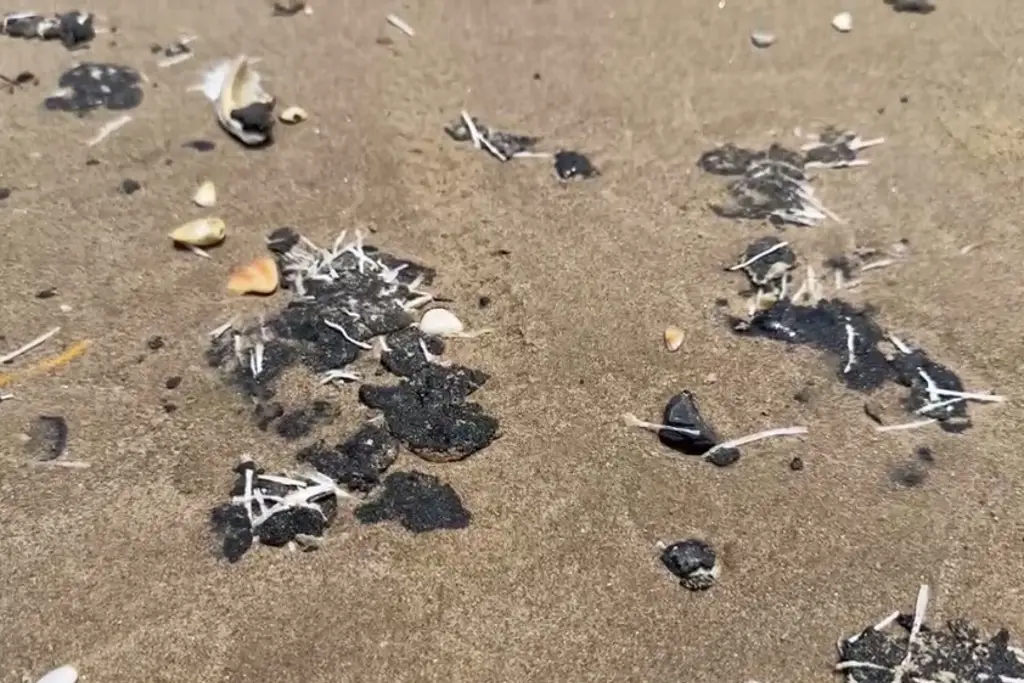 Imagen Chapopote encontrado en playas de Matamoros proviene de Campeche, afirma alcalde