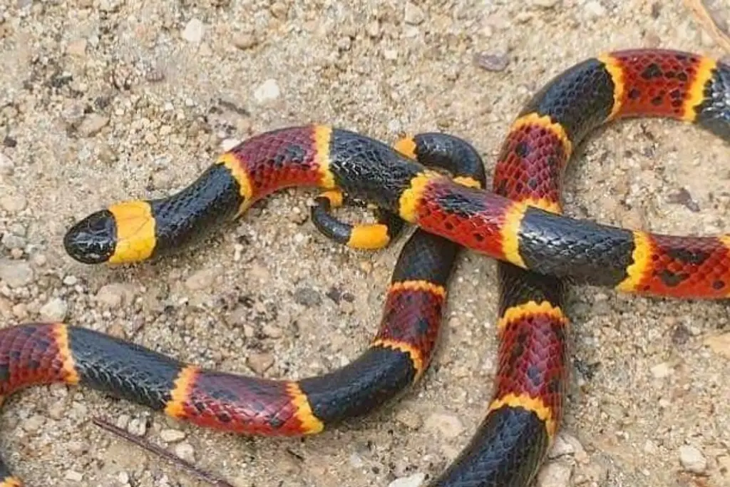 Imagen Lluvia incrementa el hallazgo de serpiente coralillo en colonias de Veracruz