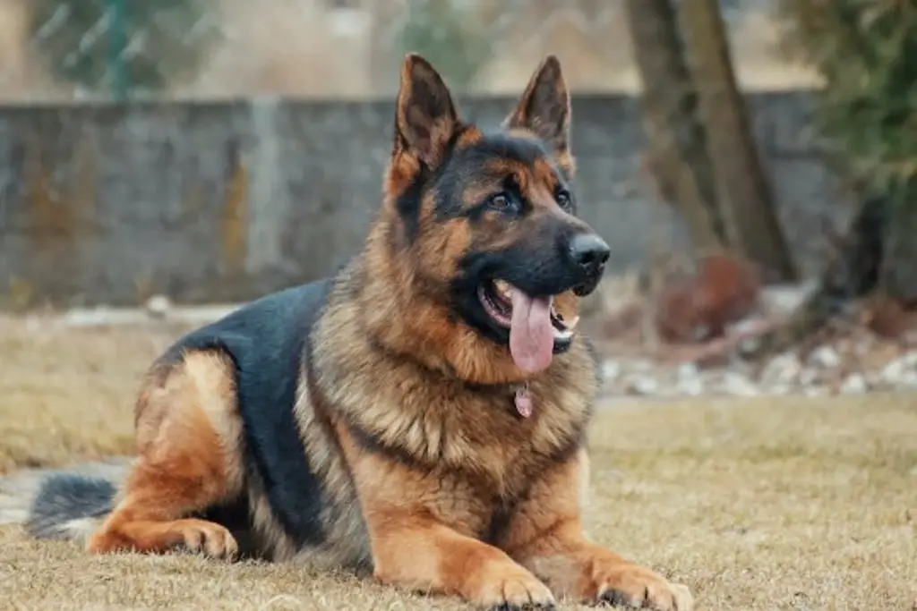 Imagen ¿Cuáles son los perros más inteligentes? 