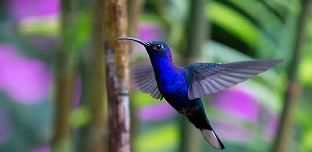 Imagen Ayuda la UNAM a preservar los colibríes