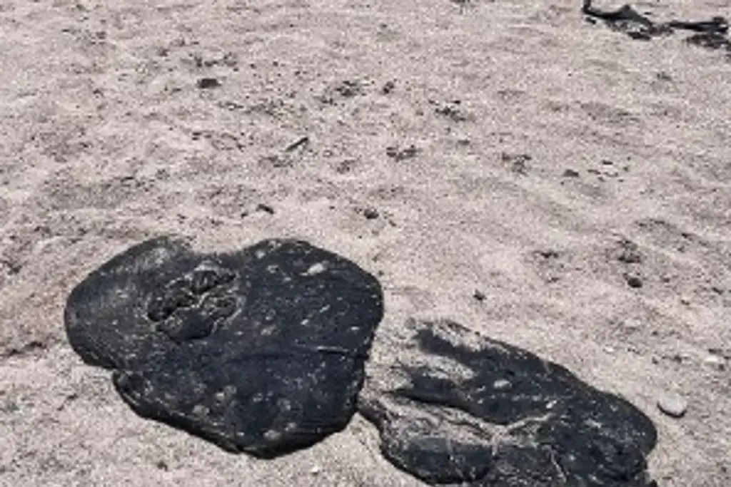 Imagen Reportan aparición de chapopote en playas al norte de Veracruz 