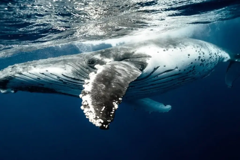 Imagen Hallan nueva especie de ballena extinguida llamada 'Tutcetus rayanensis' 