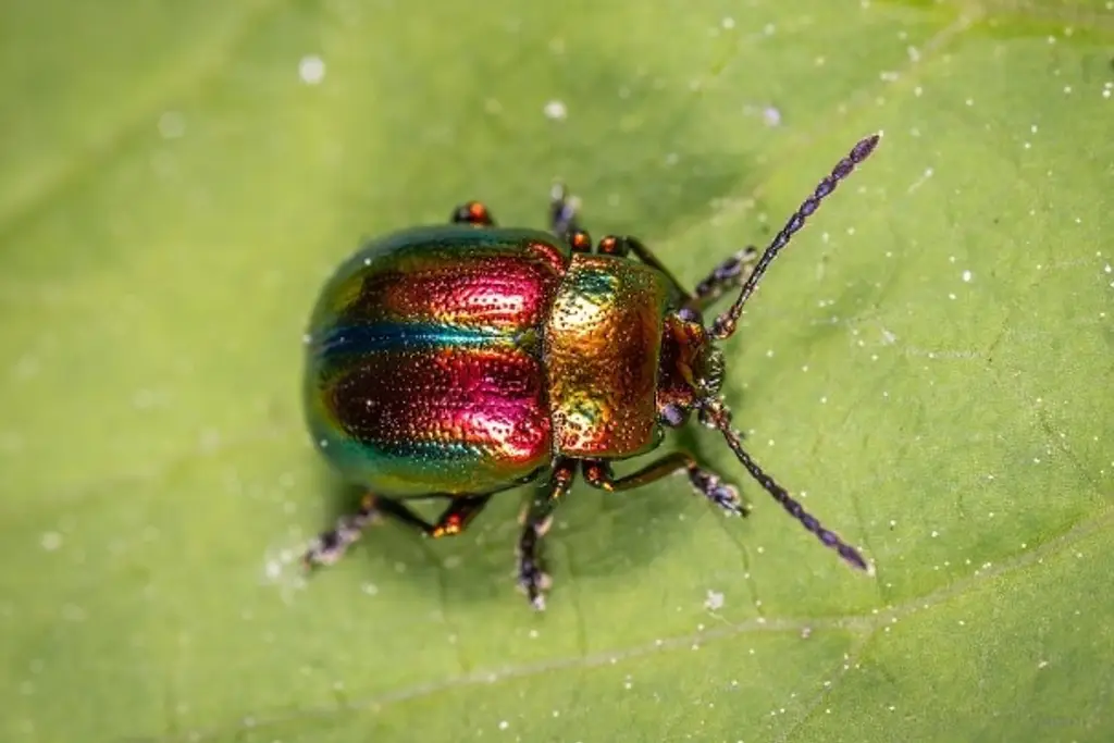 Imagen Hallan nueva especie de escarabajo