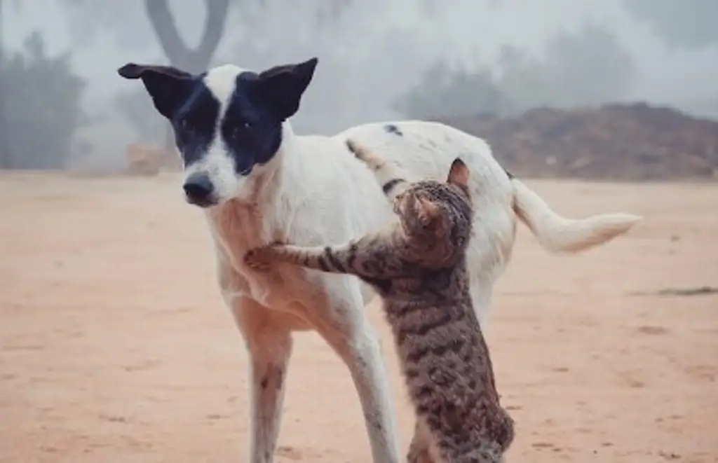 Imagen ¿Cómo eliminar pulgas y garrapatas de las mascotas?