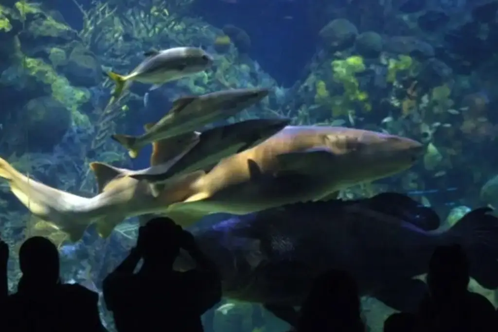 Imagen Acuario de Veracruz tendrá un espectáculo de lobos marinos