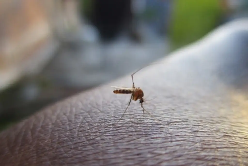 Imagen Reportan 5 casos de Dengue en una misma colonia de Veracruz, piden fumigar  